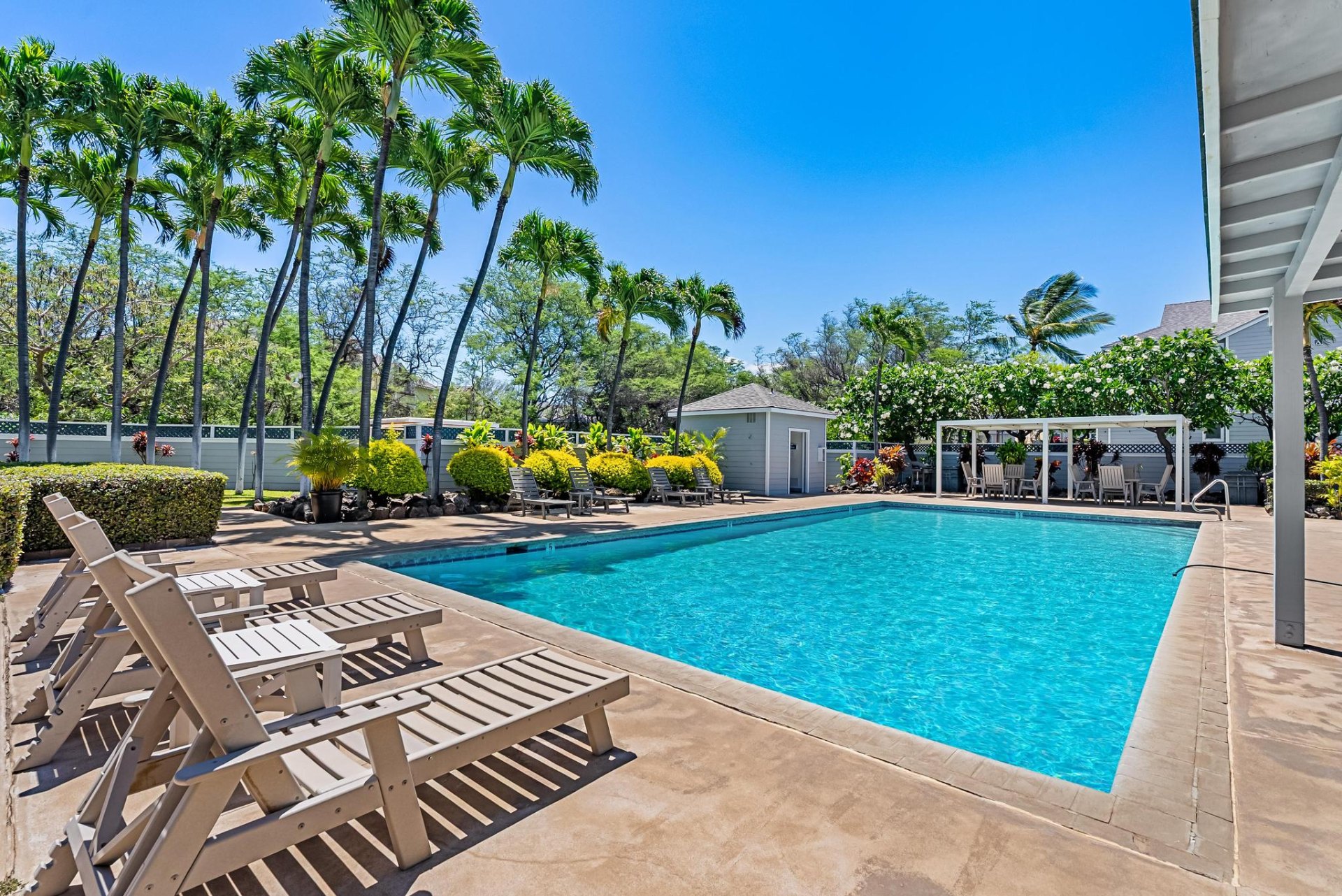 Sparkling pool framed by tall palm trees